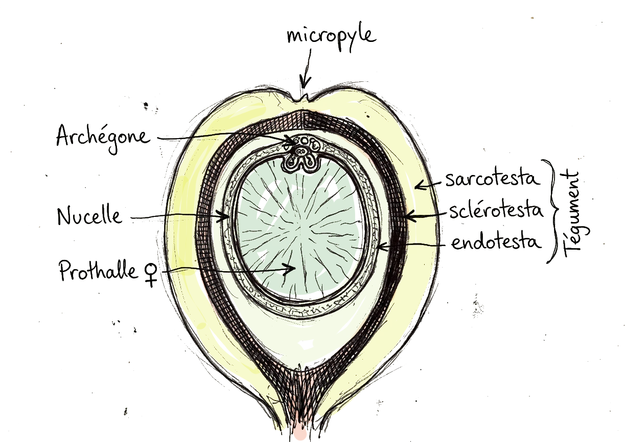 vue de coupe d'une ovule de plante