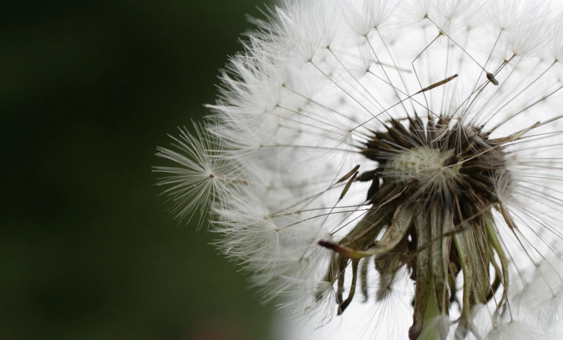 Pappus de pissenlit, on appercois les akènes
