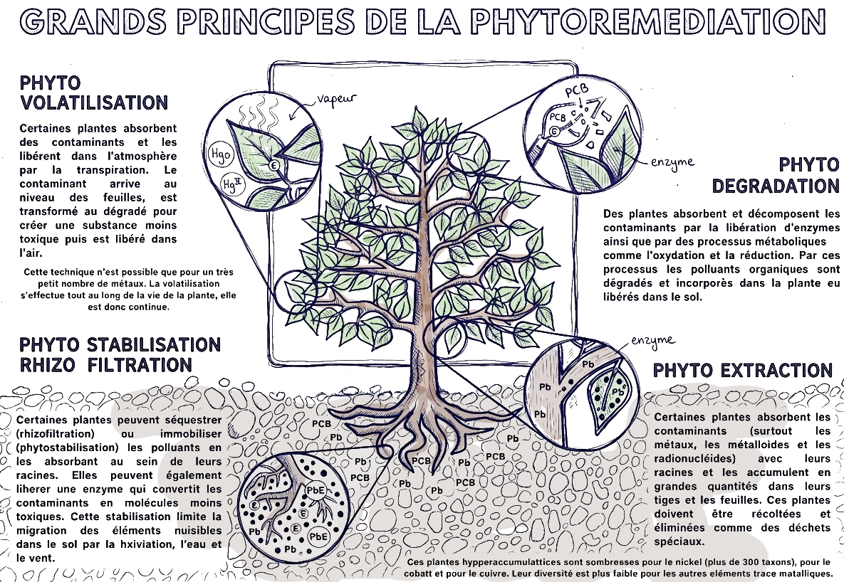 plan des principes de la phytoremediation