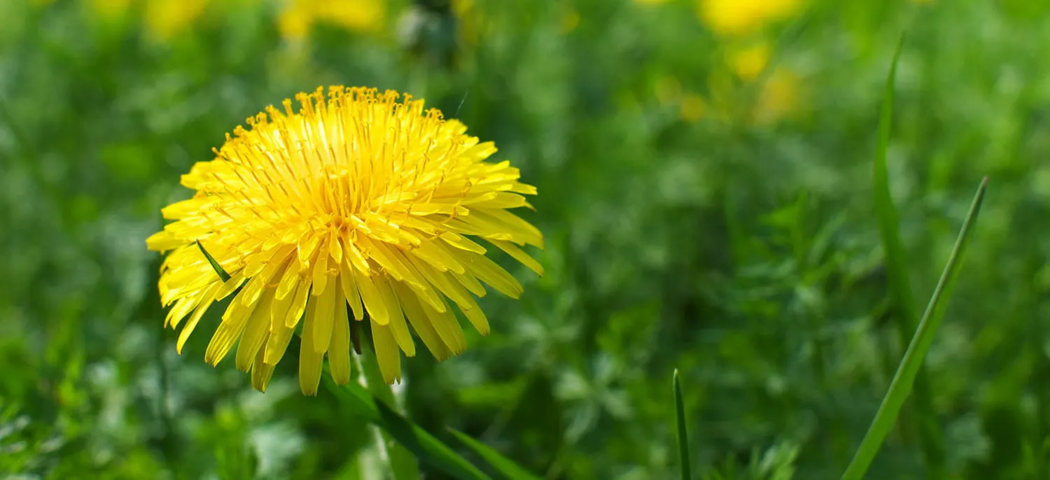 Fleur de pissenlit
