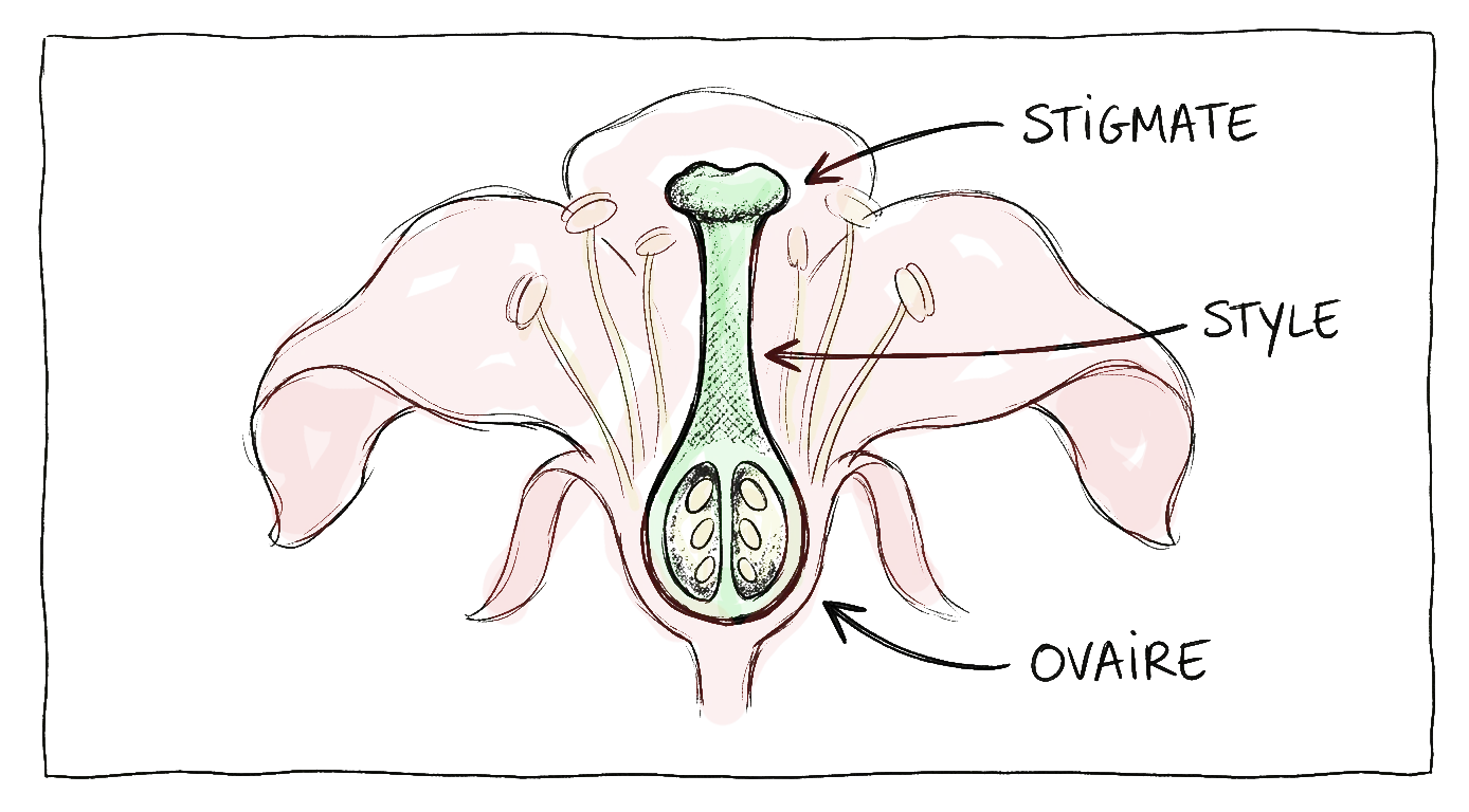 plan botanique du pistil