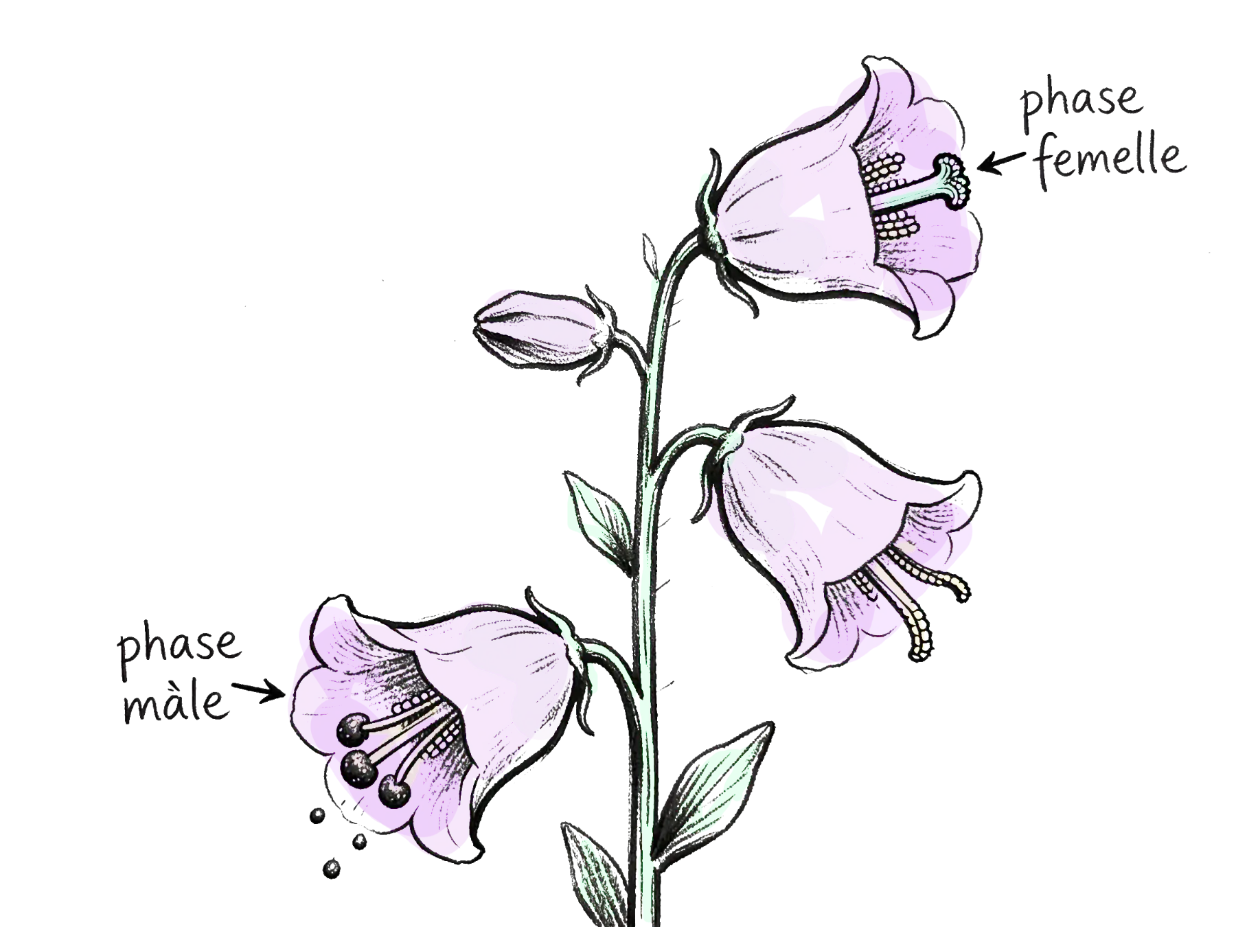 dessin explicatif de plante protandre, ici la campanule