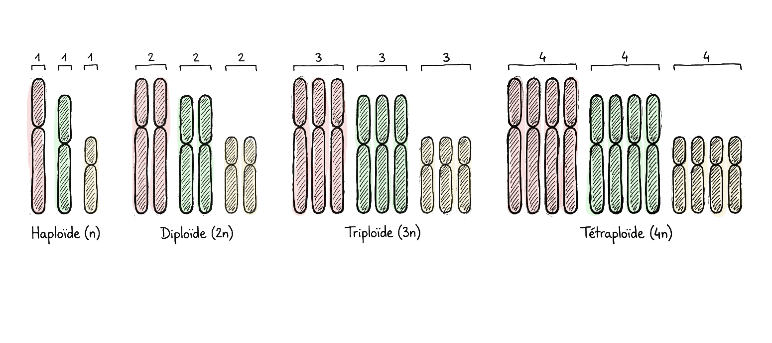 dessin pour illustrer la polyploïdie