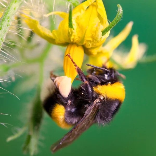 photo d'un bourdon sur une fleur de tomate