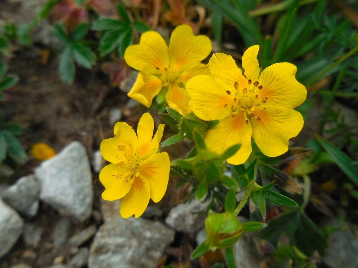La photo montre un pied de potentille dorée une petite plante aux fleurs jaunes