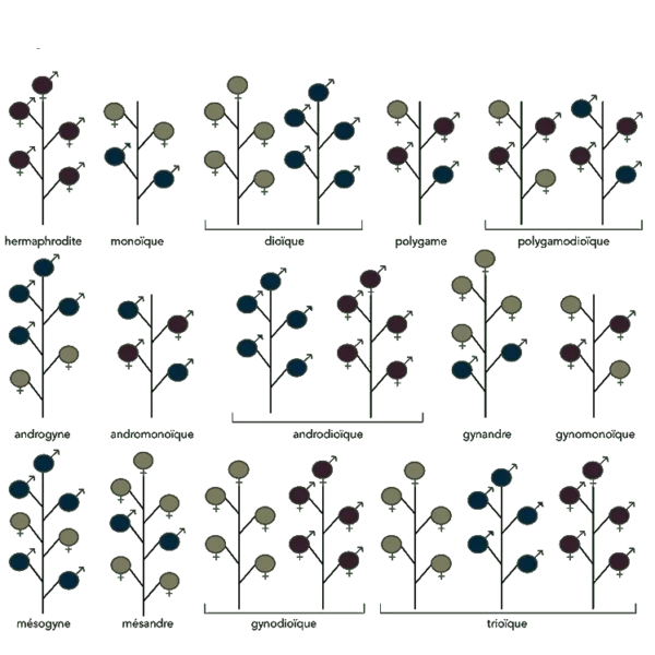 Répartition des sexes