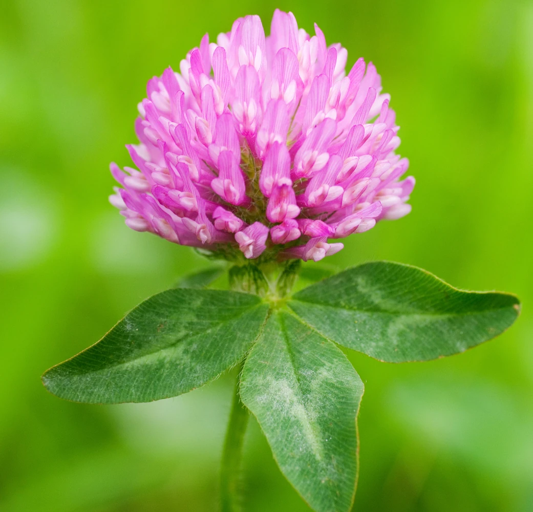 image d'une fleur de trèfle pour illustrer les fleurs en capitule
