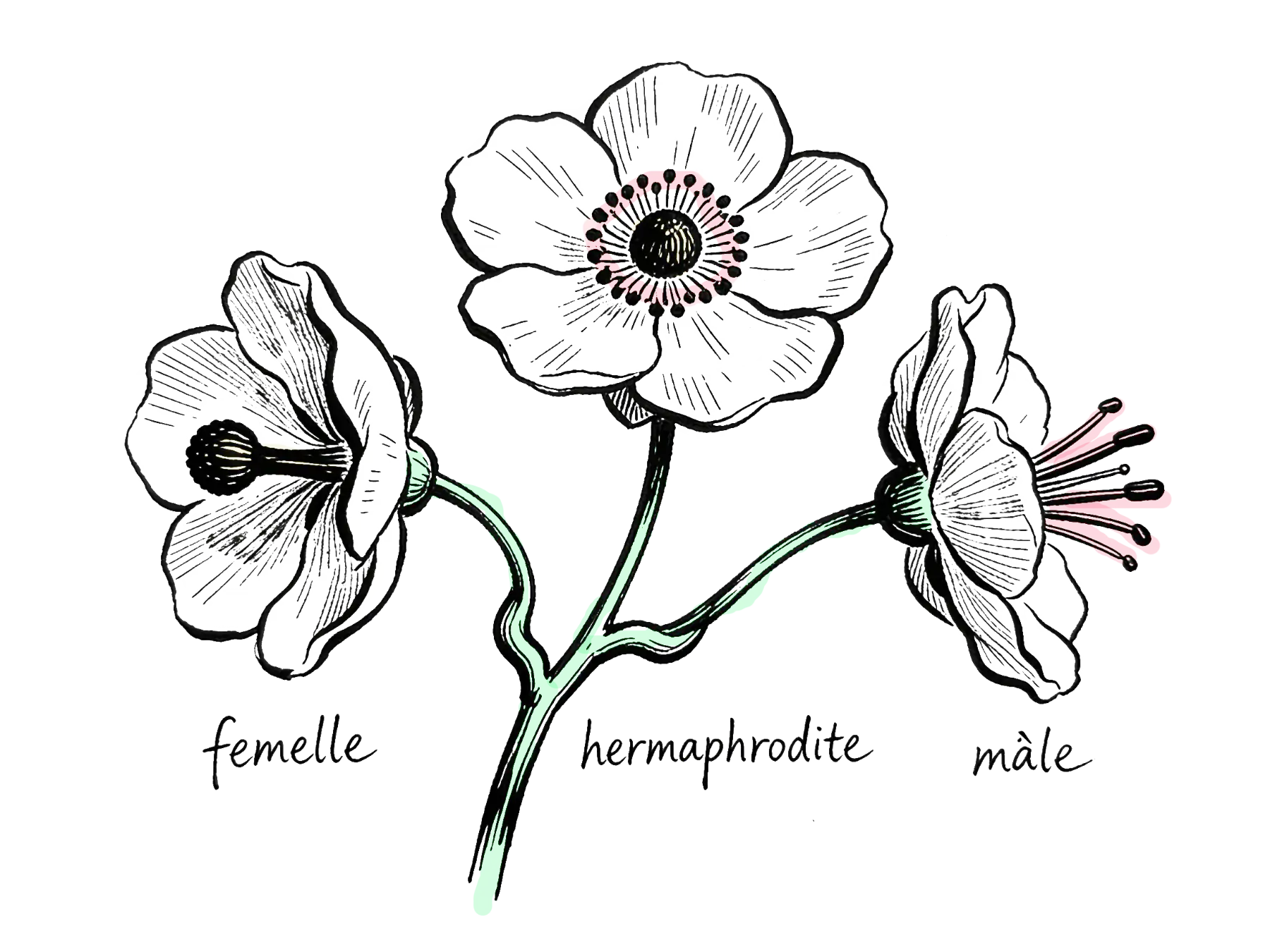 dessin d'une plante trioïque, avec ces trois types de fleurs