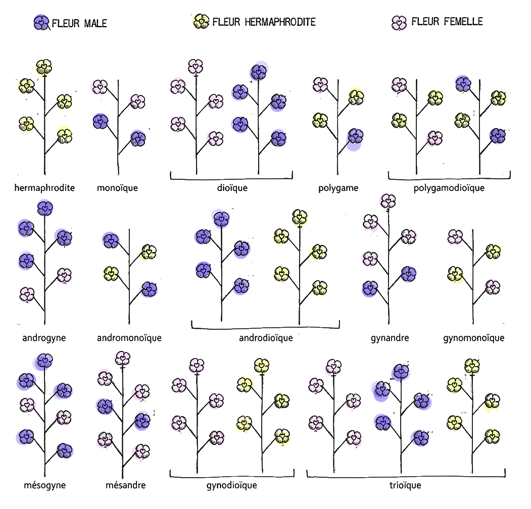 types de sexualités