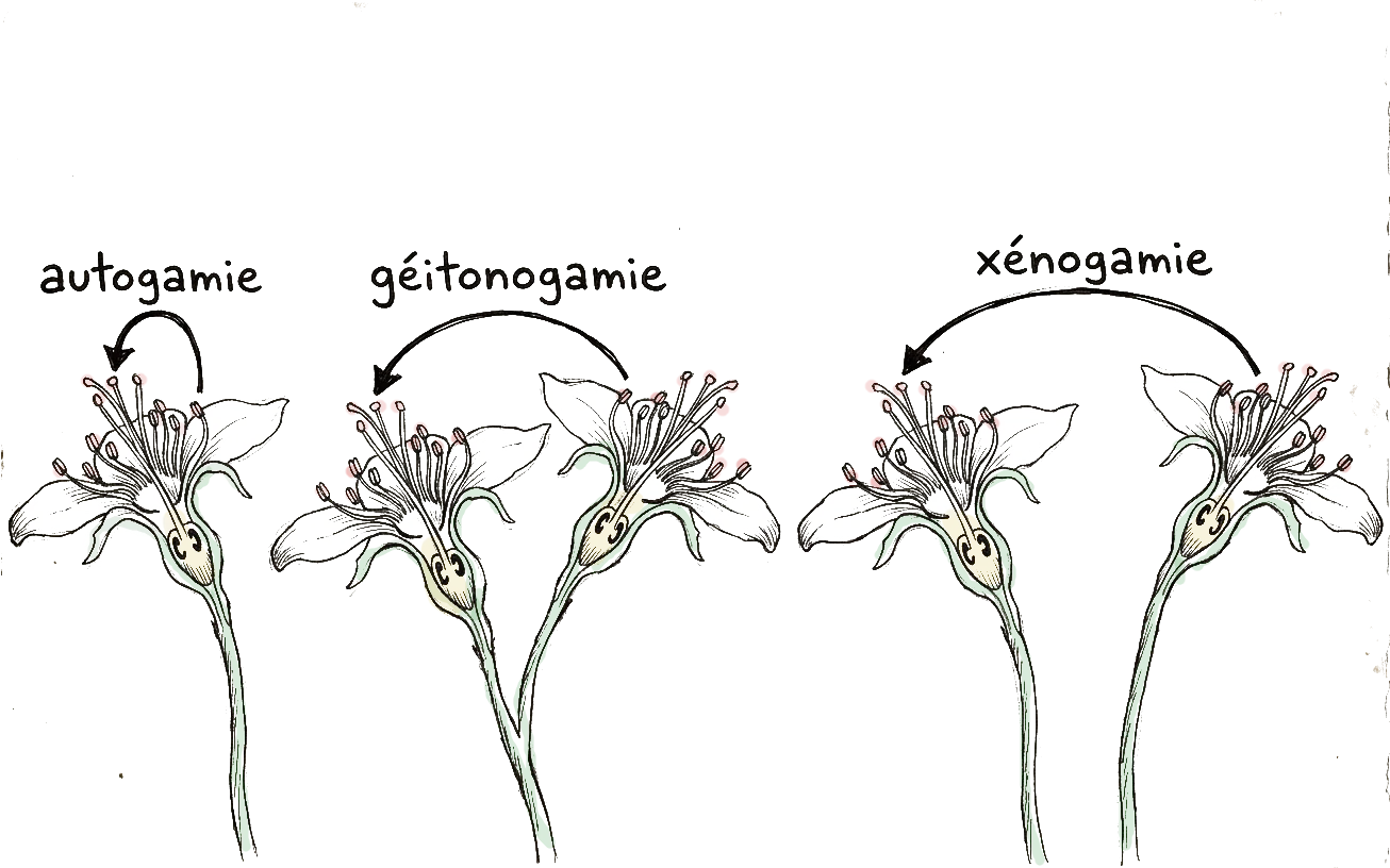 image qui explique les différents types de pollinisation possible