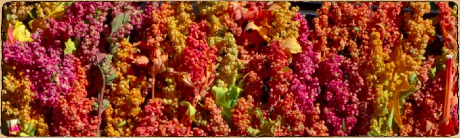 L'image montre des panicules de quinoa en graines