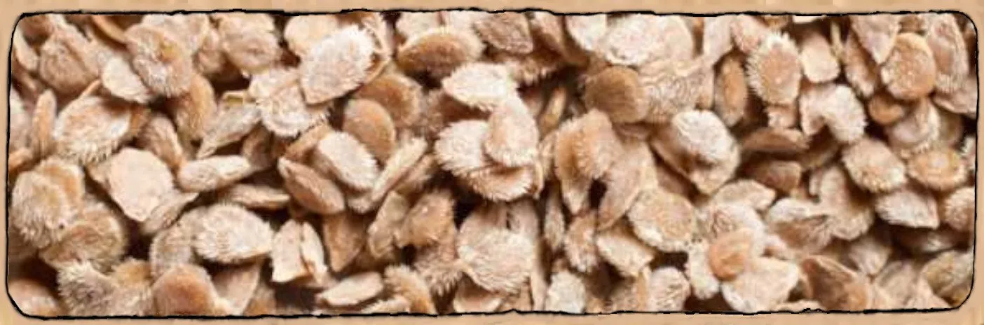 L'image montre pleins de graines de tomates en gros plan