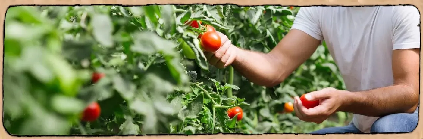 L'image montre une personne qui récolte des tomates