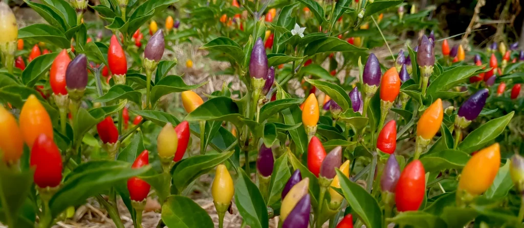 Piments ordono de toutesles couleurs, du jaune au violet en passant par le rouge