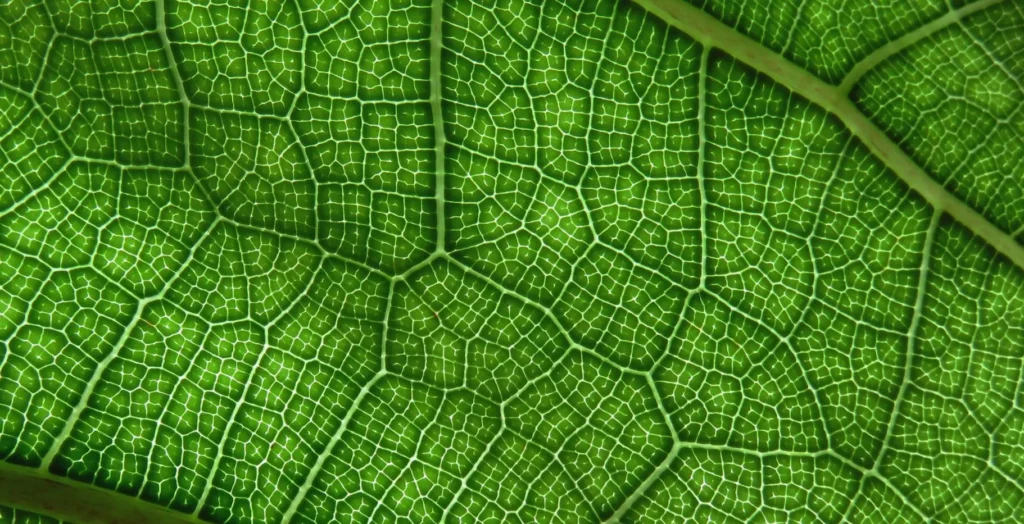 La photosynthèse c'est la chimie incroyable de la vie des plantes