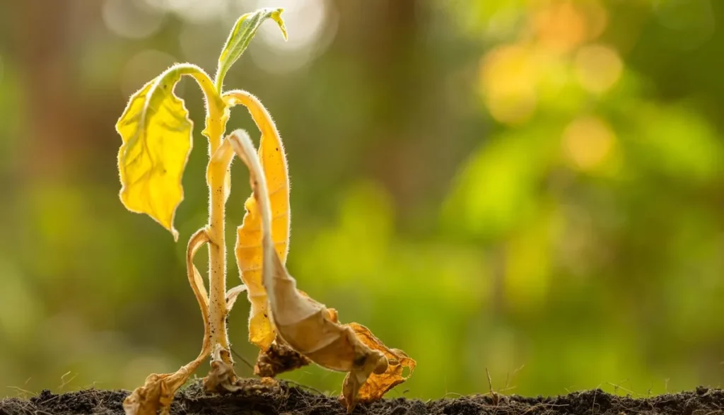 Plante cramé sous les rayon du soleil