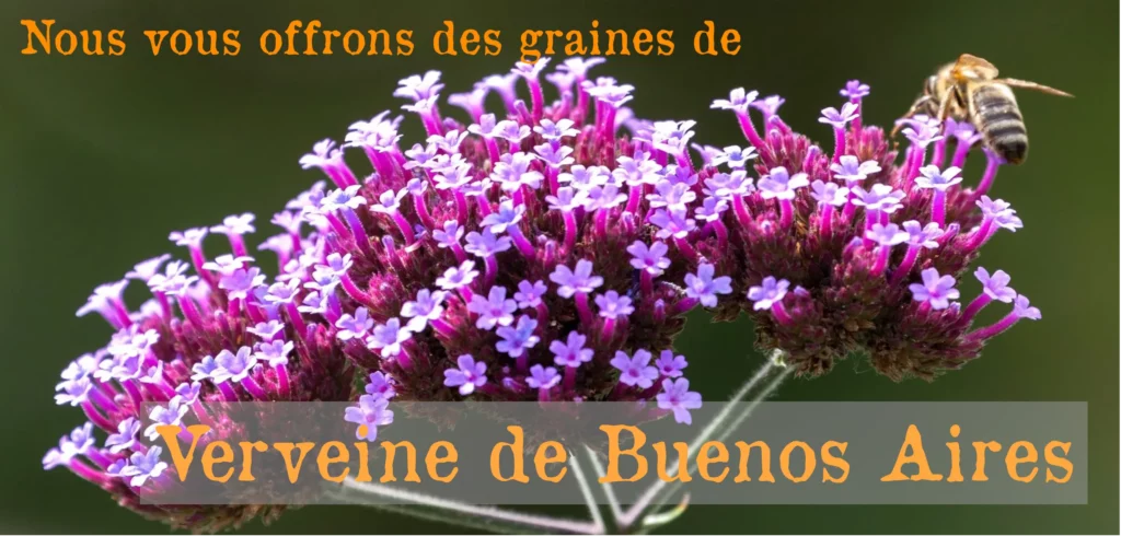 Photo de verveine de Buenos Aires pour faire la promotion de l'offre de septembre