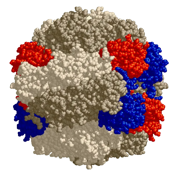 Ribulose-1,5-bisphosphate carboxylase/oxygénase (Rubisco)