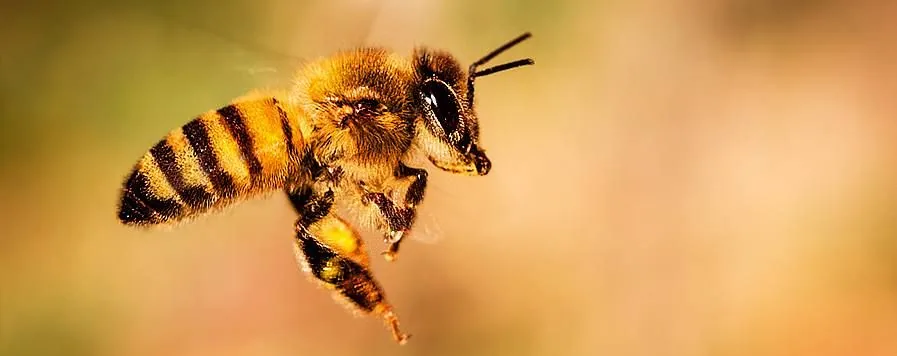 Une abeille en plein vol