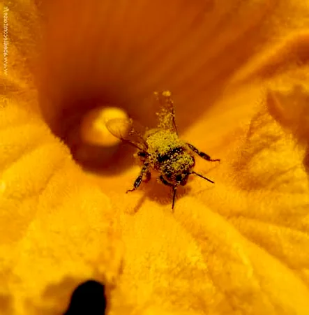 Une abeille pleine de pollen sort d'une fleur de courge