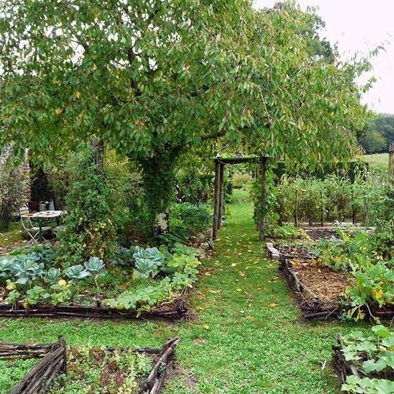 Un cerisier dans un beau potager