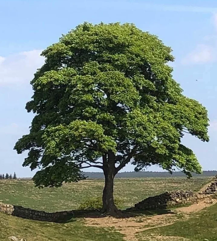un bel arbre