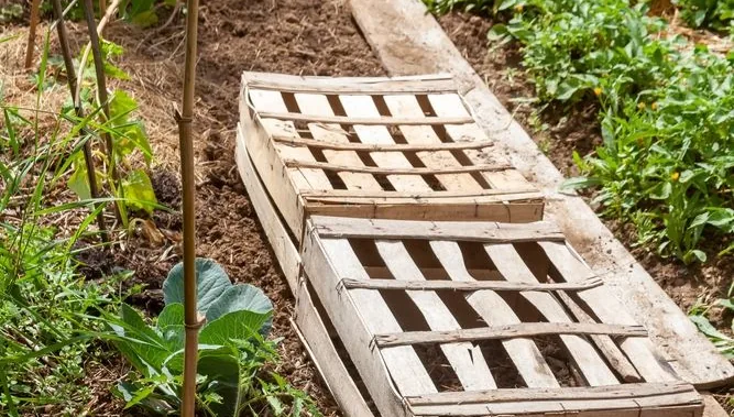 Des cagettes por faire de l'ombre aux semis