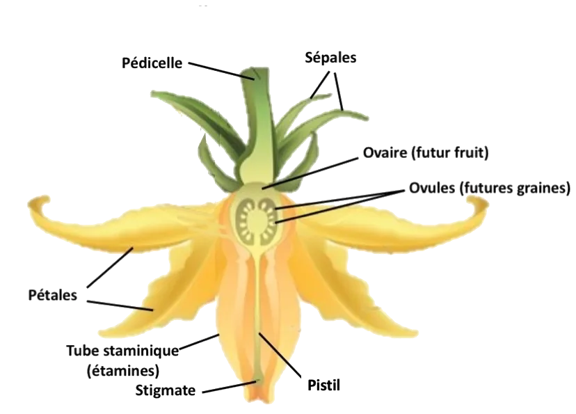 une vue en coupe de fleur de tomate