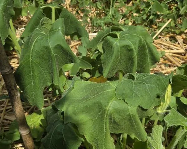 Une feuille de courge qui se plie sous la chaleur