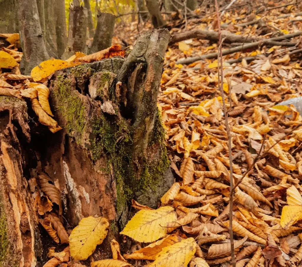 Des feuilles mortes dans un bois à l'automne