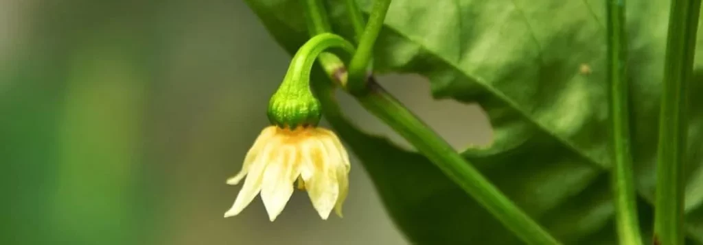 Une fleur de poivron prète a tomber, elle va couler