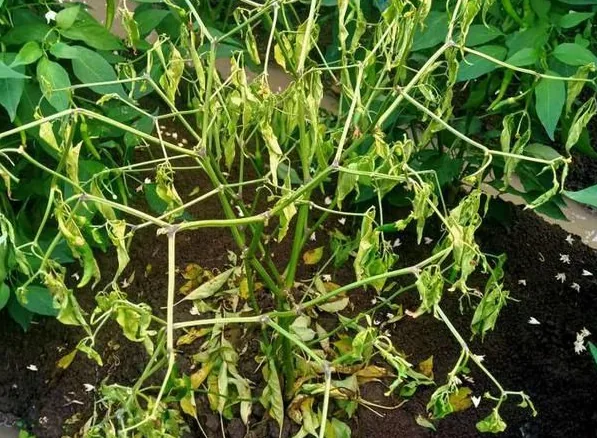 Une plante de piment completement ravagée par le fusarium