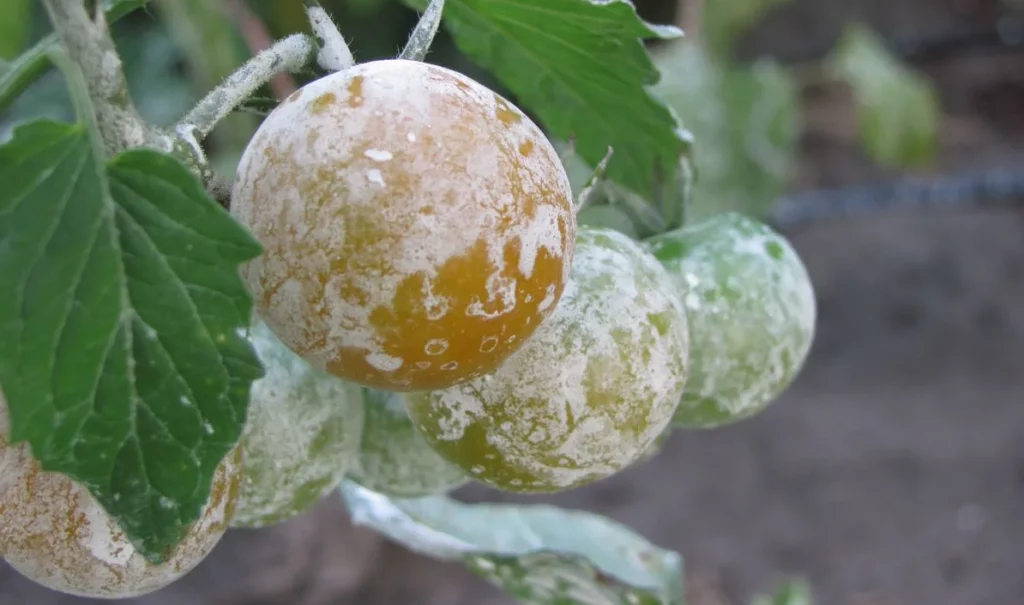 du kaolin sur des fruit