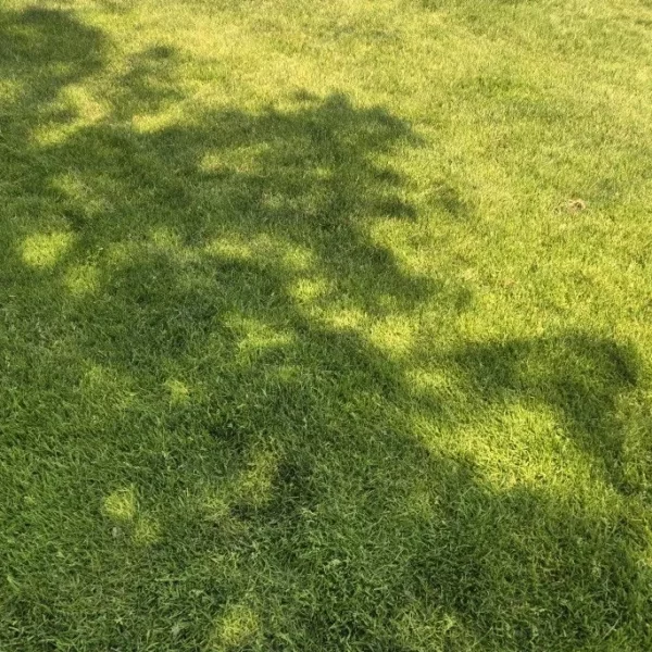 L'ombre d'un arbre dans l'herbe
