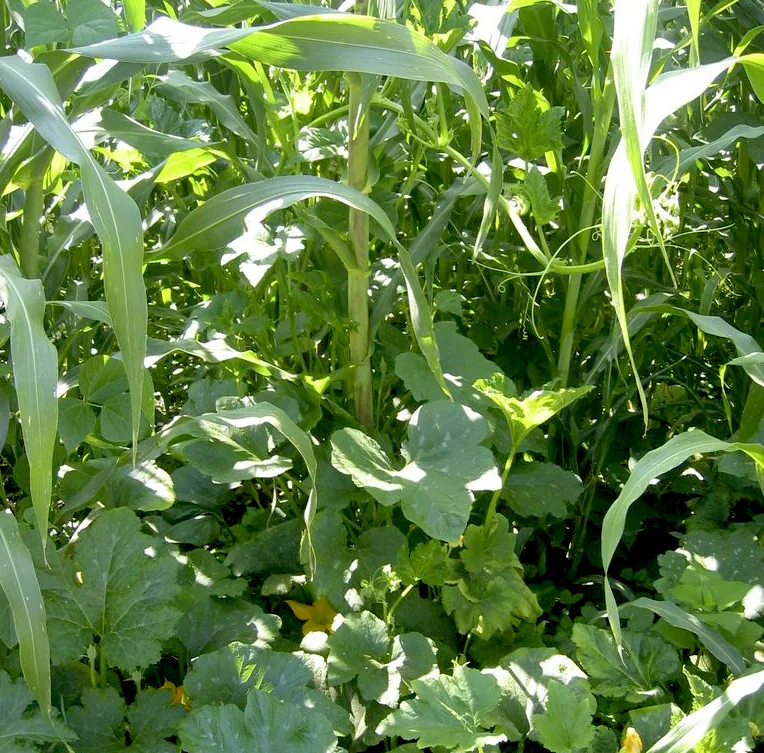 Du maïs au millieu de plan de courge