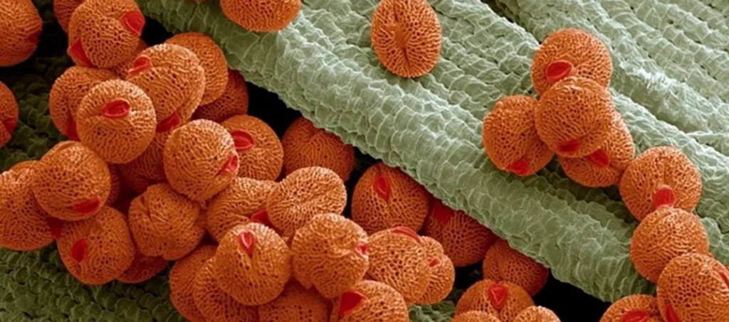 Nous voyons des grain de pollen au microscope