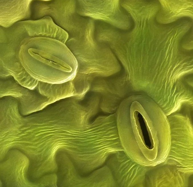 Les stomates sont les pores de la plantes