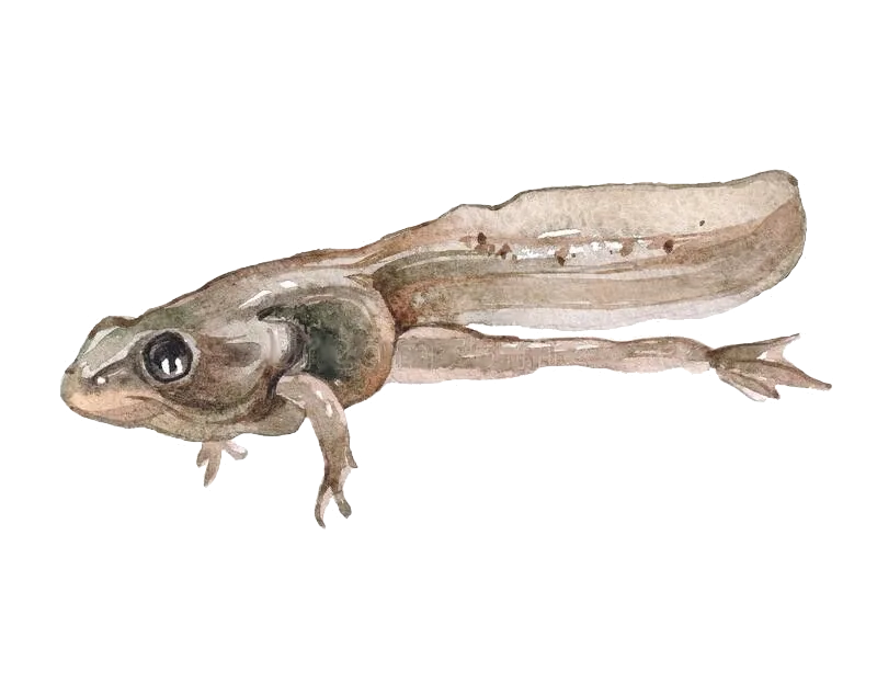 Un têtard en pleine mutation grenouille