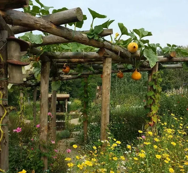 Une treille végétale avec des courge qui courent dessus
