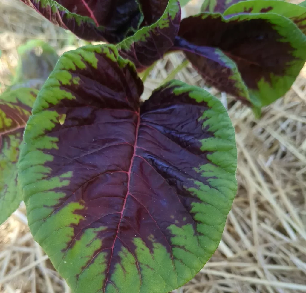 Feuille d'amaranthe passion, une plante entierement commestible