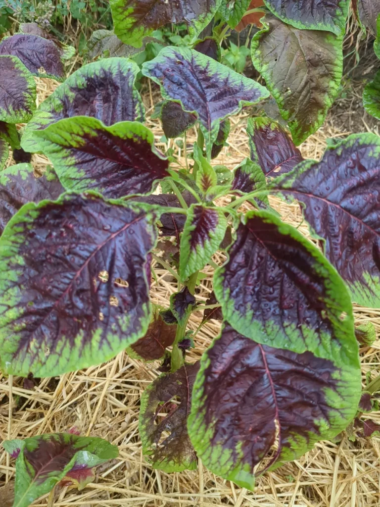 Un pied d'Amaranthe de chine, la variété passion une plante selectionné pour sa comestibilité