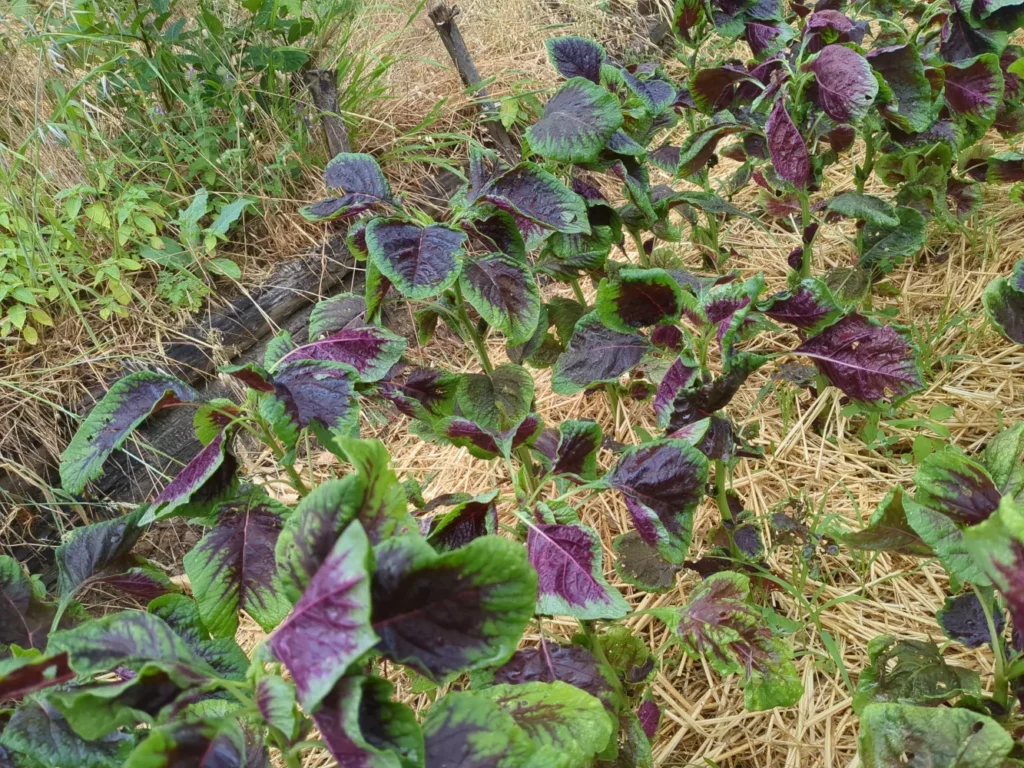 Champs d'amaranthe pasion, une variété comestible