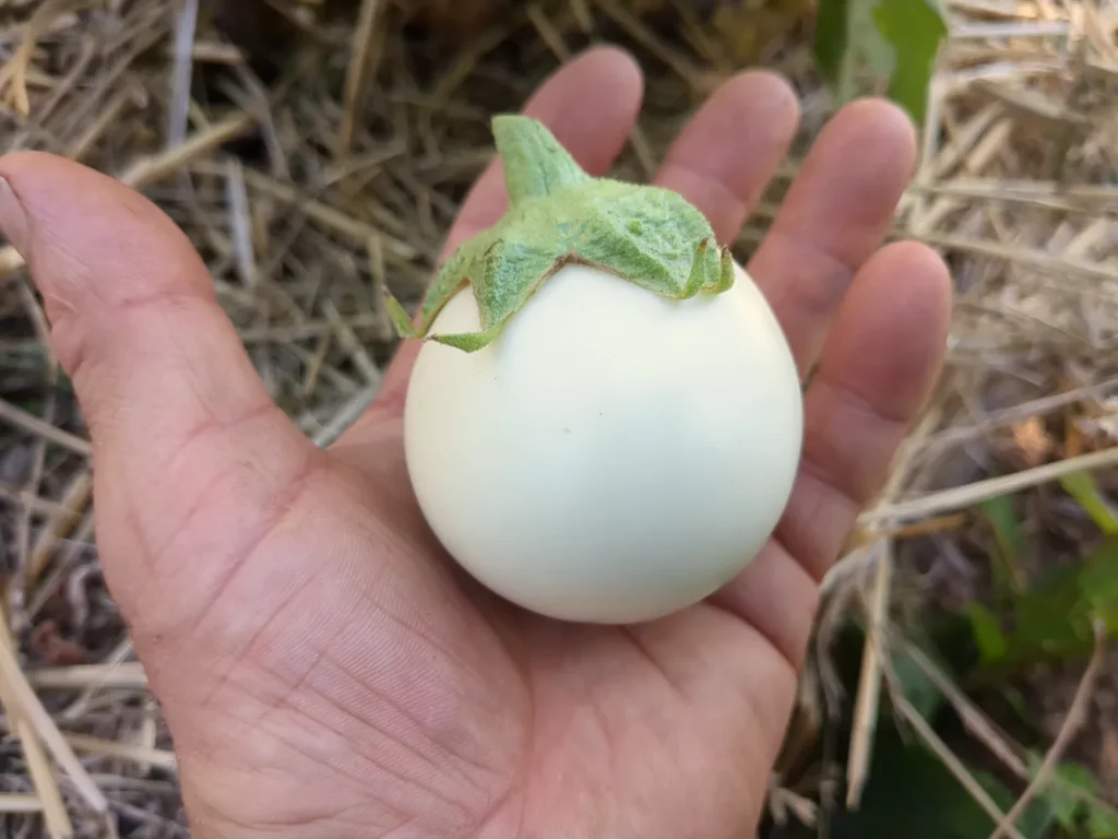 Une aubergine “Blanche ronde à œuf” dans la main d'un mec, elle est blanche ivoire et parfaitement lisse