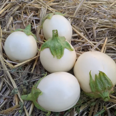Des aubergine “Blanche ronde à œuf” posées dans la paille, la récolte àa été bonne