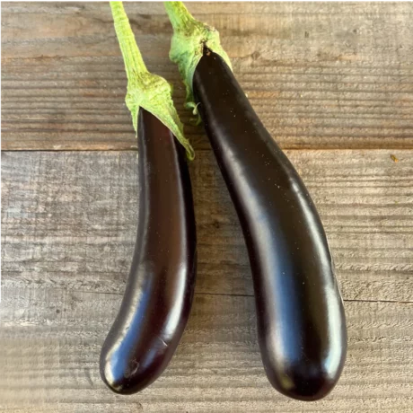 Aubergine de Barbentane