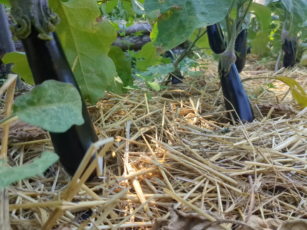 Aubergines Barbentane bio dans les jardins de pensez sauvage, pour la production de graines