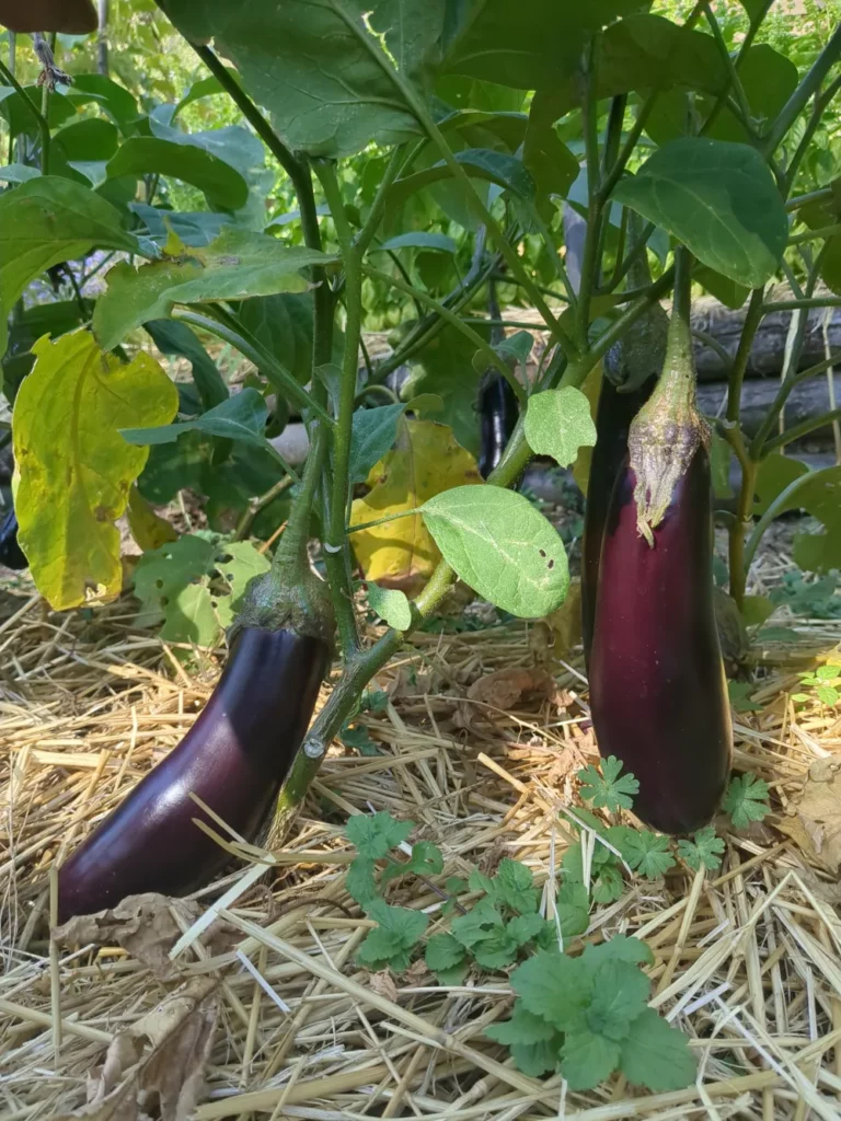 Un pied d'aubergine bio de Barbentane, une variété ancienne originaire de france