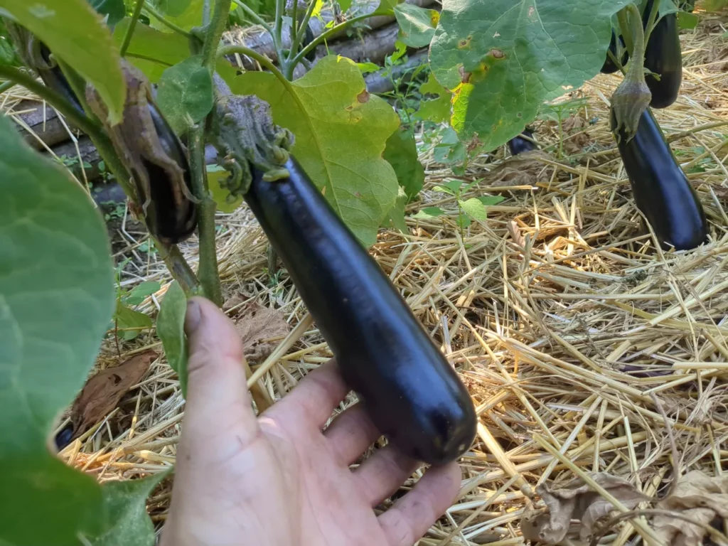 Une aubergine de Barbentane dans les jardins de pensez sauvage, cultivées en bio pour la production de graines