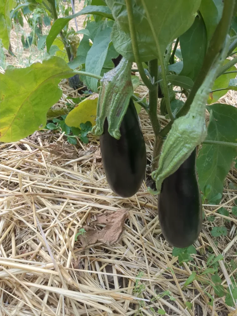 Des Aubergines de Barbentane, des fruits bio pour la production de semences