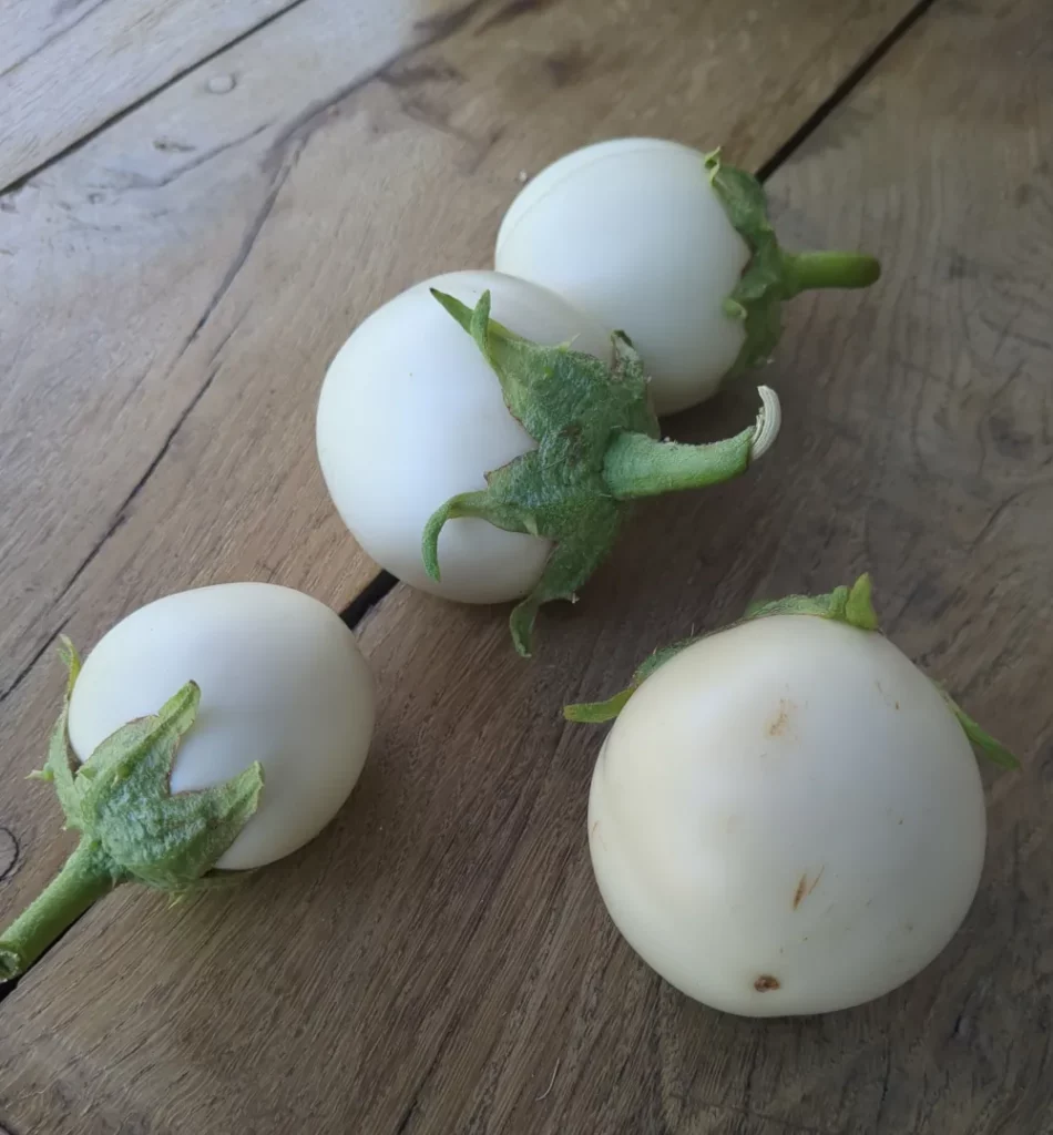 Une récolte d'aubergines blanches rondes à oeufs qui provient des jardins des semenciers pensez sauvage